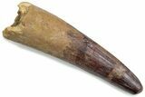 Fossil Spinosaurus Tooth - Real Dinosaur Tooth #376369-1